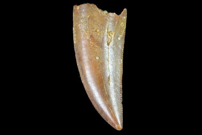 Raptor Tooth - Real Dinosaur Tooth #102370